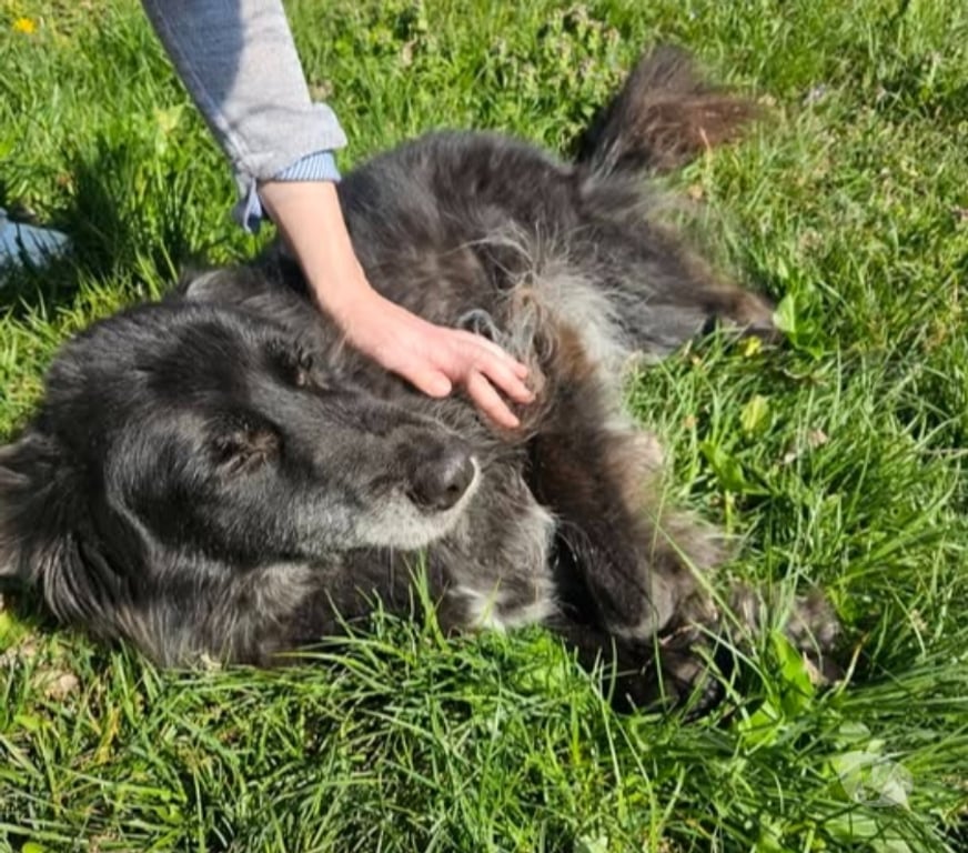 Don animaux Drôme Chateauneuf du Rhone - 26780 - Photos Vivastreet Chien MAYA à l adoption