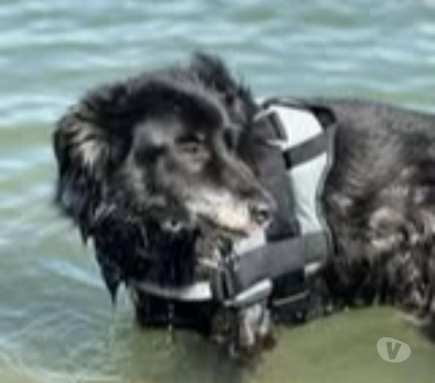 Don animaux Drôme Chateauneuf du Rhone - 26780 - Photos Vivastreet Chien MAYA à l adoption