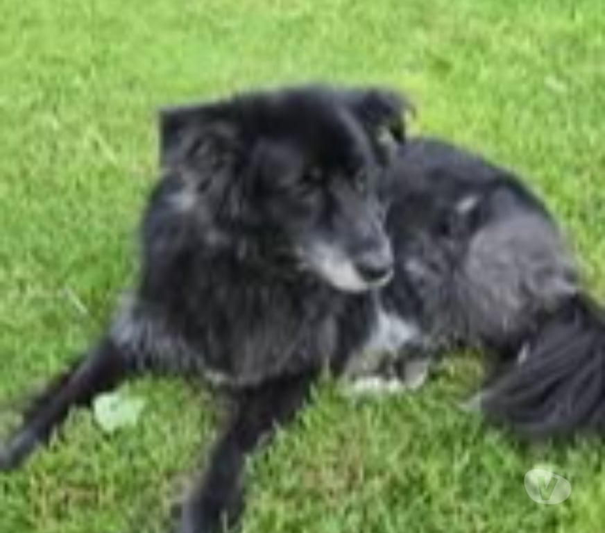 Don animaux Drôme Chateauneuf du Rhone - 26780 - Photos Vivastreet Chien MAYA à l adoption