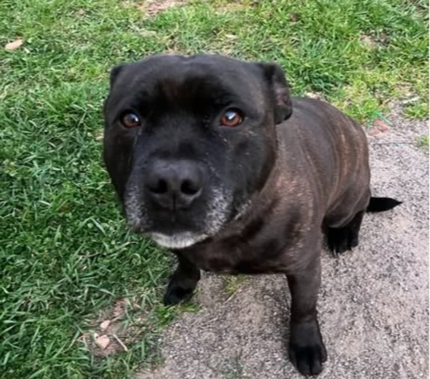 Don animaux Ardèche Privas - 07000 - Photos Vivastreet Chien SAM à l adoption