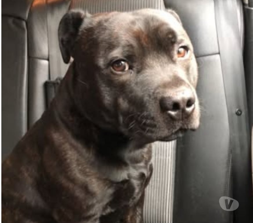 Don animaux Ardèche Privas - 07000 - Photos Vivastreet Chien SAM à l adoption