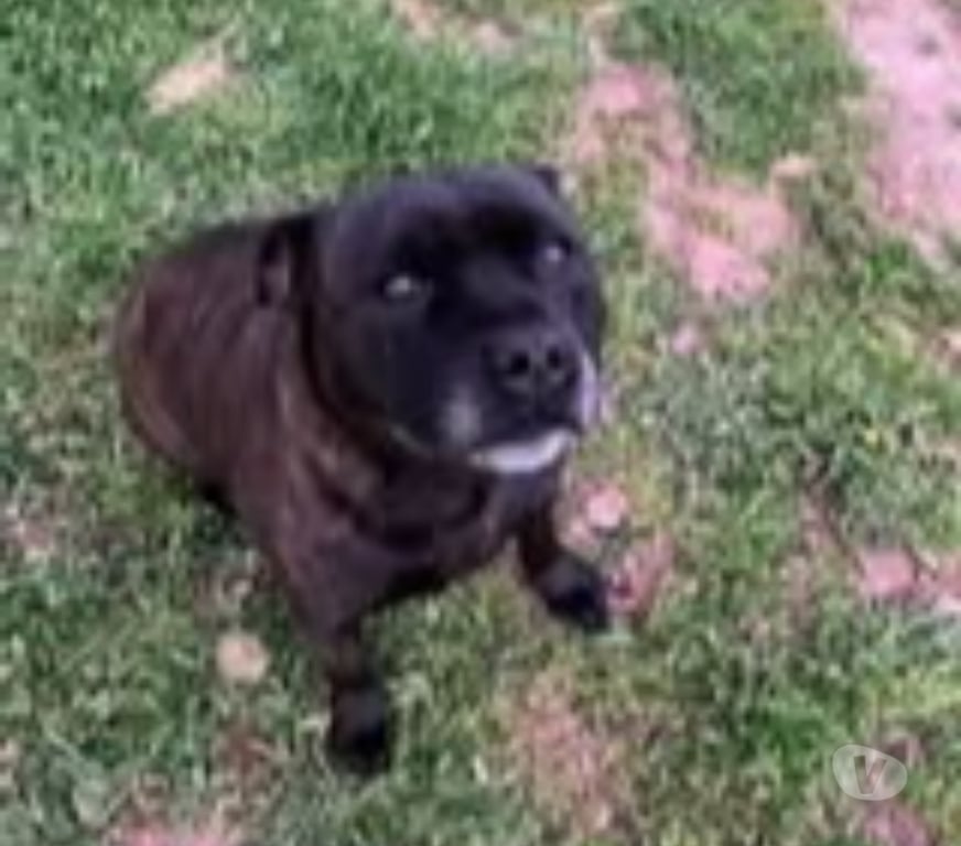 Don animaux Ardèche Privas - 07000 - Photos Vivastreet Chien SAM à l adoption