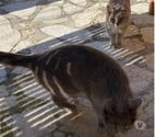 Chat MIMINEetRAZMOKET à l adoption