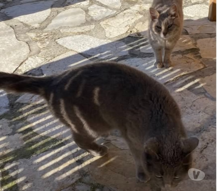 Don animaux Vaucluse Malaucene - 84340 - Photos Vivastreet Chat MIMINEetRAZMOKET à l adoption
