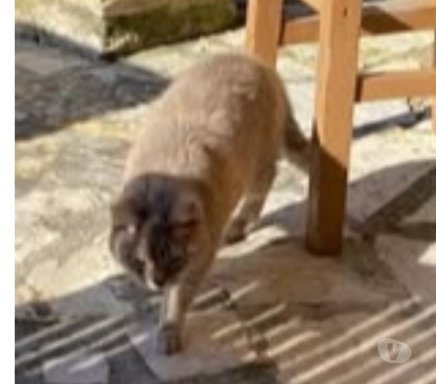 Don animaux Vaucluse Malaucene - 84340 - Photos Vivastreet Chat MIMINEetRAZMOKET à l adoption