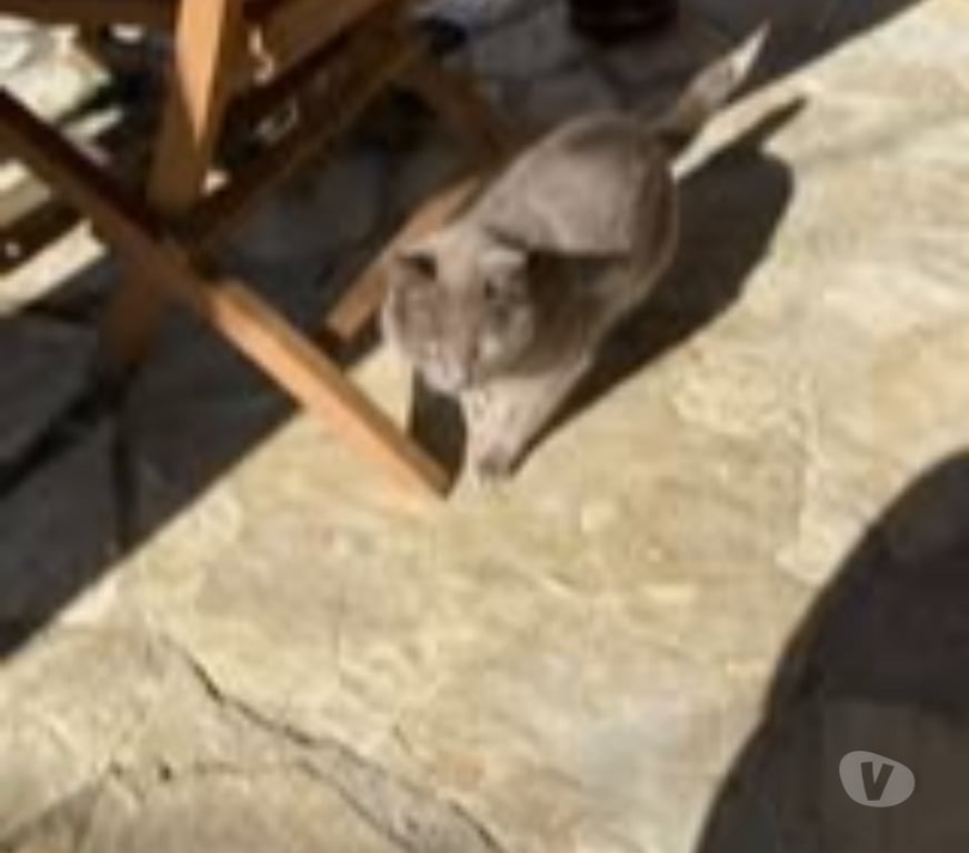 Don animaux Vaucluse Malaucene - 84340 - Photos Vivastreet Chat MIMINEetRAZMOKET à l adoption