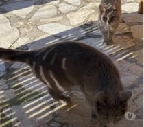 Photos Vivastreet Chat MIMINEetRAZMOKET à l adoption