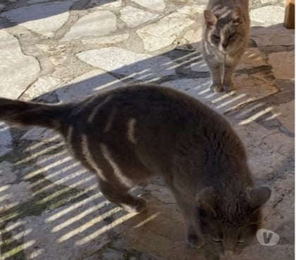 Adoption animaux Malaucene Vaucluse - Photos Vivastreet Chat MIMINEetRAZMOKET à l adoption