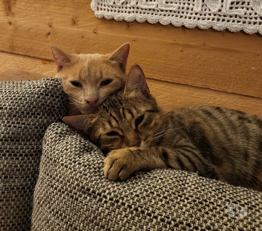 Don animaux Rhône Lyon - Photos Vivastreet MALO, chat câlin et joueur