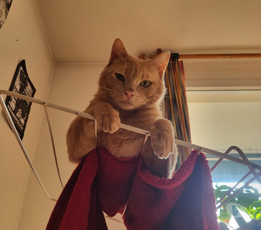 Don animaux Rhône Lyon - Photos Vivastreet MALO, chat câlin et joueur