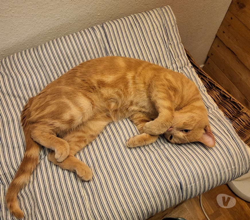 Don animaux Rhône Lyon - Photos Vivastreet MALO, chat câlin et joueur