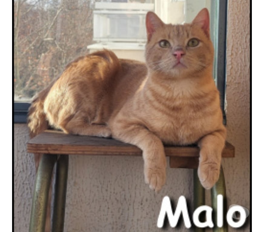 Don animaux Rhône Lyon - Photos Vivastreet MALO, chat câlin et joueur