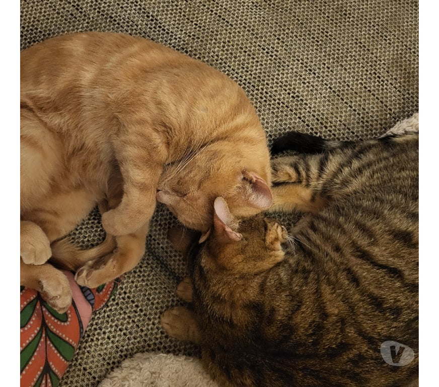 Don animaux Rhône Lyon - Photos Vivastreet MALO, chat câlin et joueur