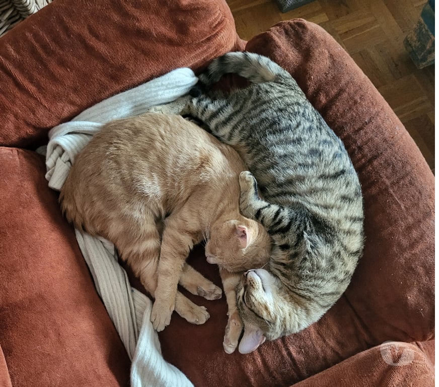 Don animaux Rhône Lyon - Photos Vivastreet MALO, chat câlin et joueur