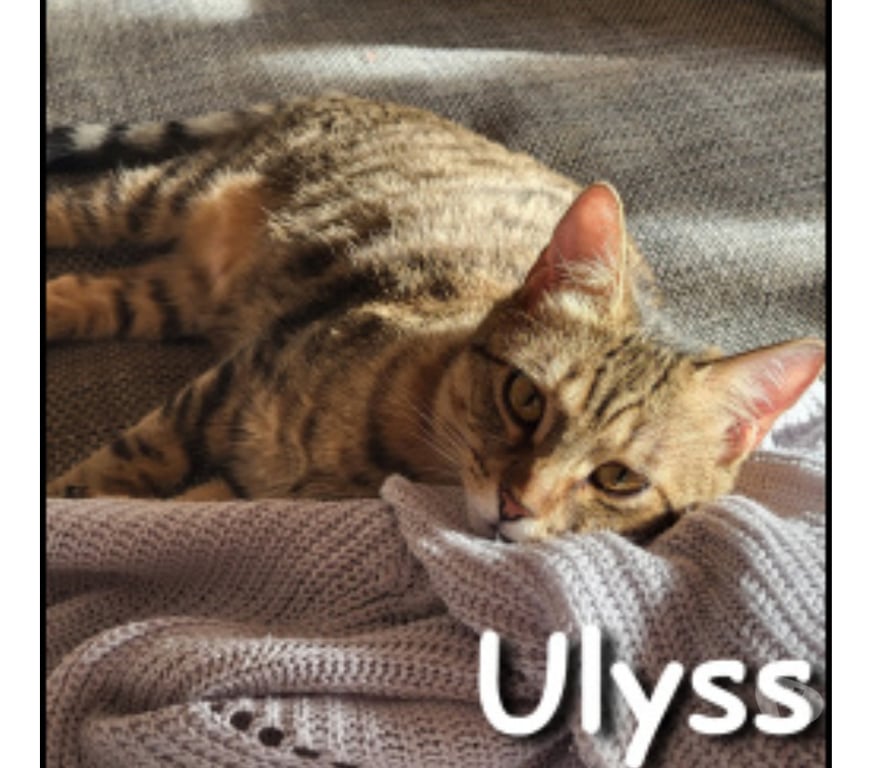 Don animaux Rhône Lyon - Photos Vivastreet ULYSS, chat affectueux et câlin