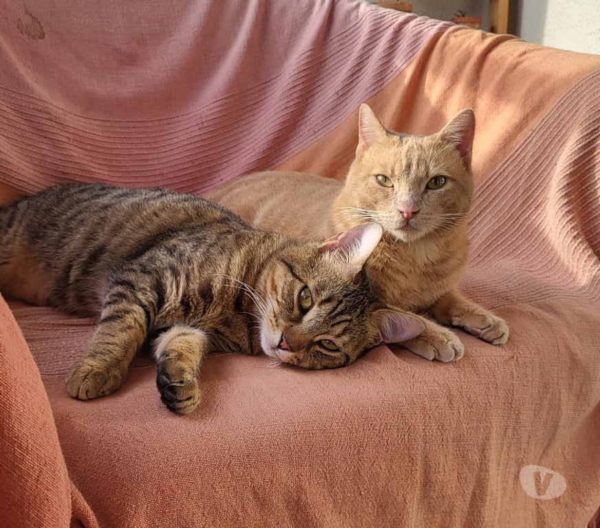 Don animaux Rhône Lyon - Photos Vivastreet ULYSS, chat affectueux et câlin