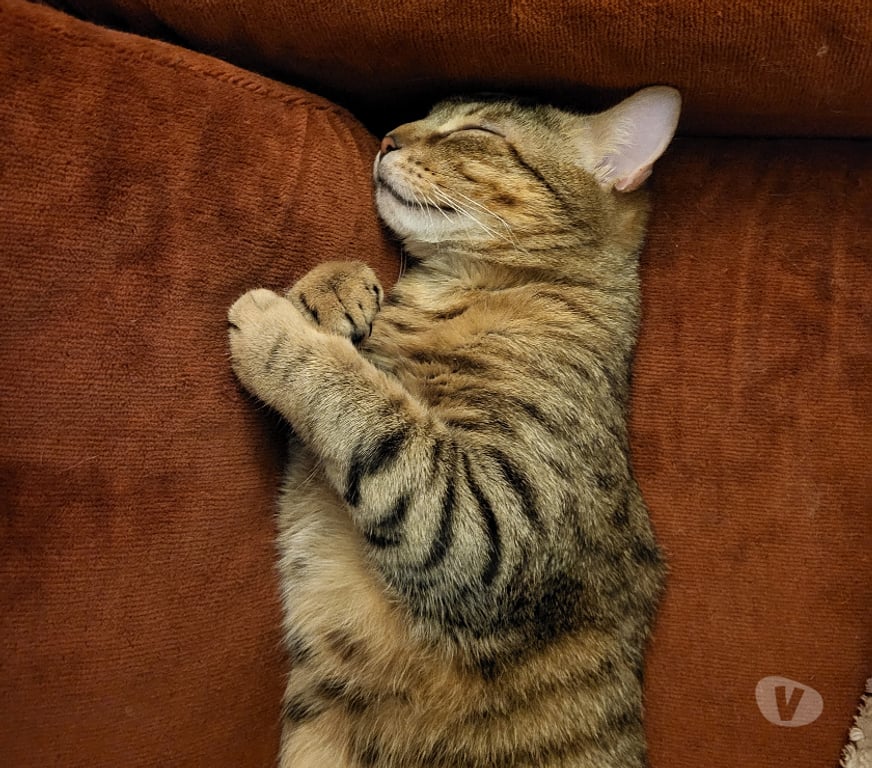 Don animaux Rhône Lyon - Photos Vivastreet ULYSS, chat affectueux et câlin