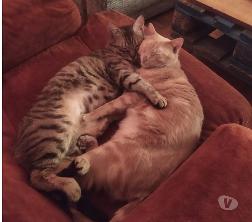 Don animaux Rhône Lyon - Photos Vivastreet ULYSS, chat affectueux et câlin