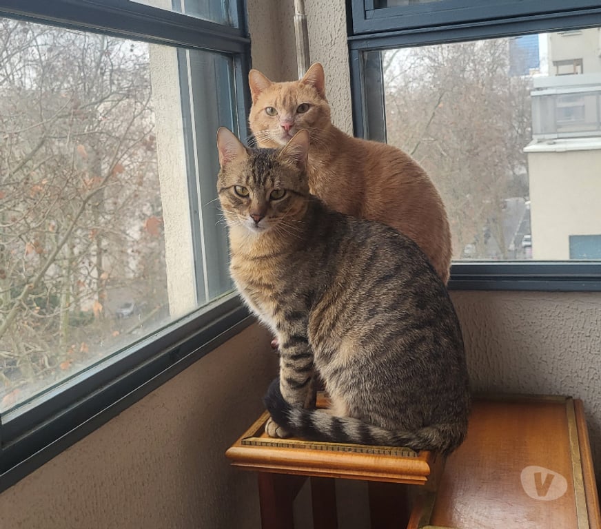 Don animaux Rhône Lyon - Photos Vivastreet ULYSS, chat affectueux et câlin