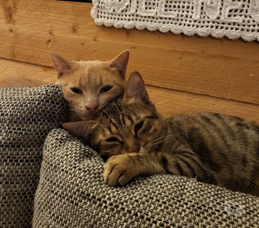 Don animaux Rhône Lyon - Photos Vivastreet ULYSS, chat affectueux et câlin