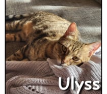 Photos Vivastreet ULYSS, chat affectueux et câlin