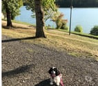 Brive la Gaillarde - Corrèze — Photographie animalière