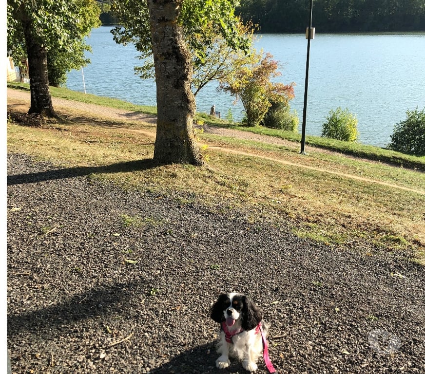 Services, accessoires animaux Corrèze Brive la Gaillarde - 19100 - Photos Vivastreet Photographie animalière