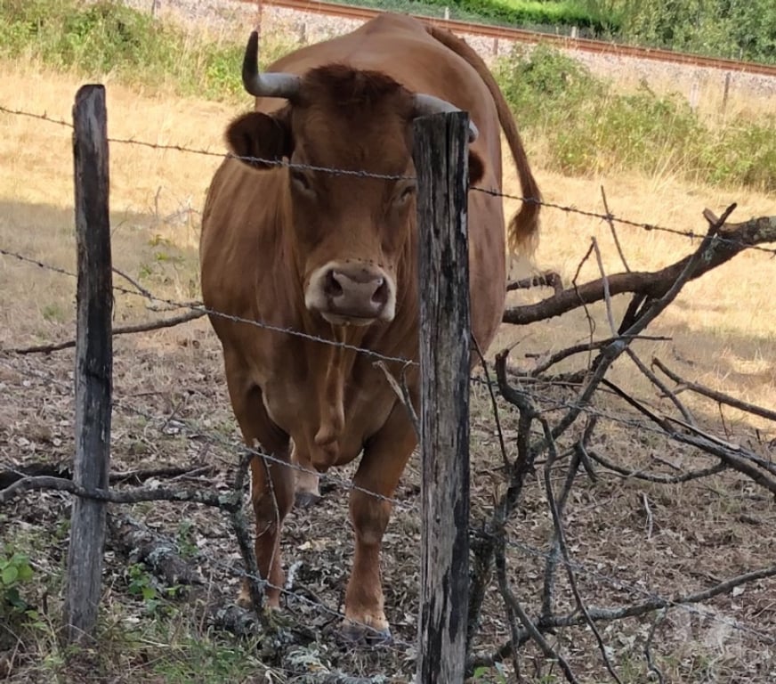 Services, accessoires animaux Corrèze Brive la Gaillarde - 19100 - Photos Vivastreet Photographie animalière