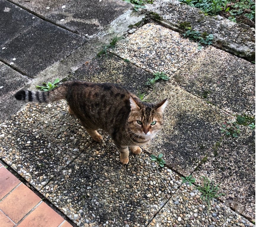Services, accessoires animaux Corrèze Brive la Gaillarde - 19100 - Photos Vivastreet Photographie animalière