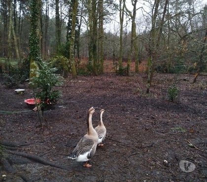 Don animaux Taller Landes - Photos Vivastreet donne oie de guinée Mâle
