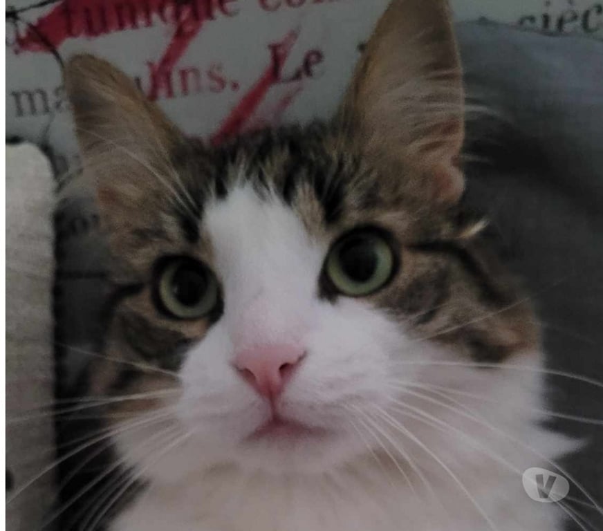 Don animaux Aude Carcassonne - Photos Vivastreet Maya 5 ans A ADOPTER