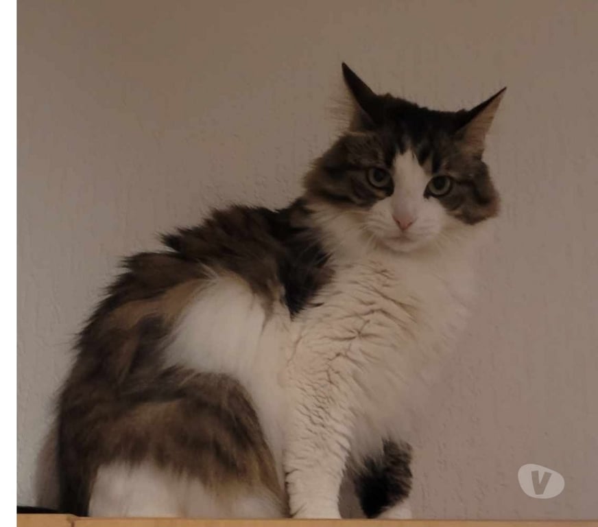 Don animaux Aude Carcassonne - Photos Vivastreet Maya 5 ans A ADOPTER