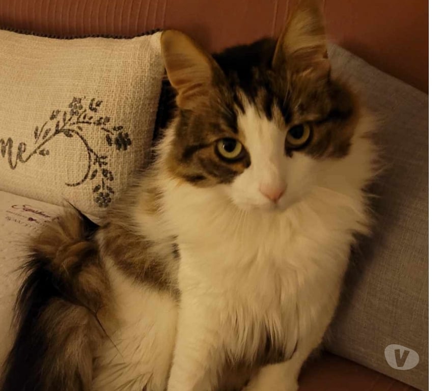 Don animaux Aude Carcassonne - Photos Vivastreet Maya 5 ans A ADOPTER