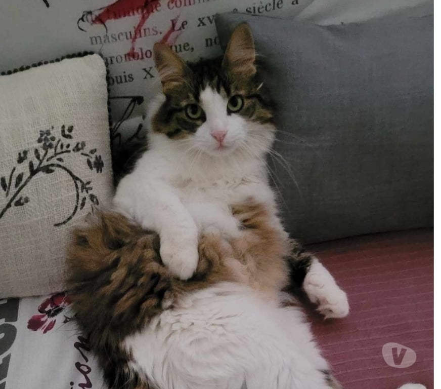 Don animaux Aude Carcassonne - Photos Vivastreet Maya 5 ans A ADOPTER