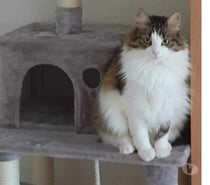 Photos Vivastreet Maya 5 ans jolie et gentille chatte poils longs A ADOPTER