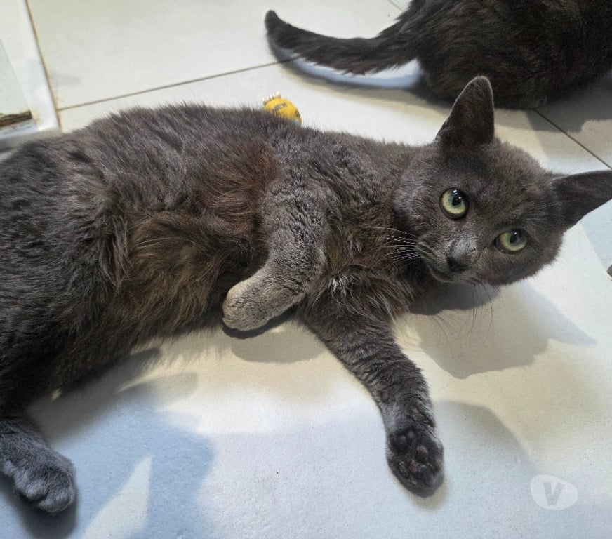 Don animaux Aude Carcassonne - Photos Vivastreet Cendre 6 mois A ADOPTER