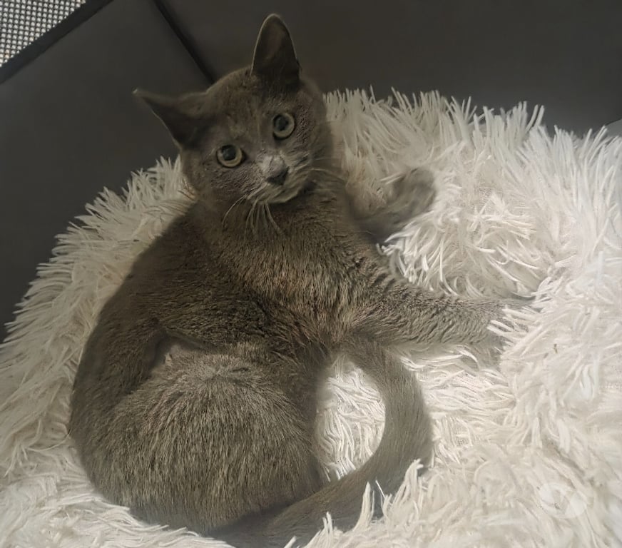 Don animaux Aude Carcassonne - Photos Vivastreet Cendre 6 mois A ADOPTER