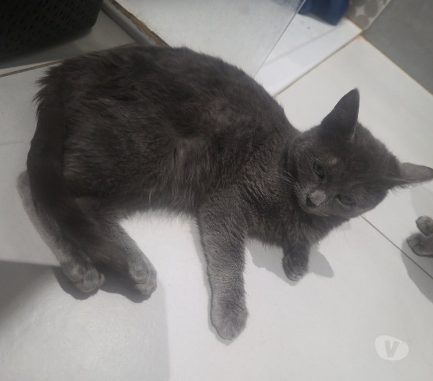 Don animaux Aude Carcassonne - Photos Vivastreet Cendre 6 mois A ADOPTER