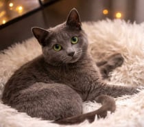 Photos Vivastreet Elton jeune chat 8 mois cherche famille