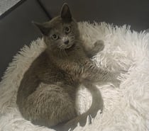 Cendre 6 mois A ADOPTER