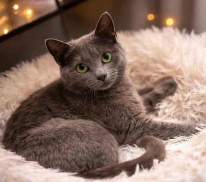 Don animaux Carcassonne Carcassonne - Photos Vivastreet Elton jeune chat 8 mois cherche famille