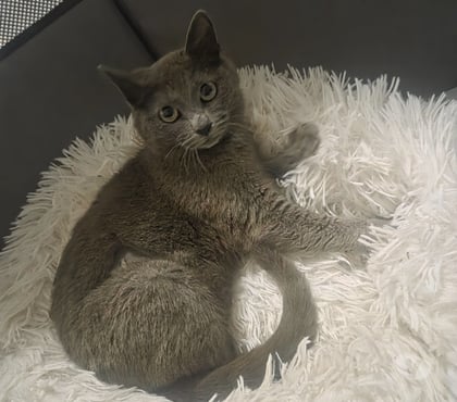 Don animaux Carcassonne Carcassonne - Photos Vivastreet Cendre 6 mois A ADOPTER