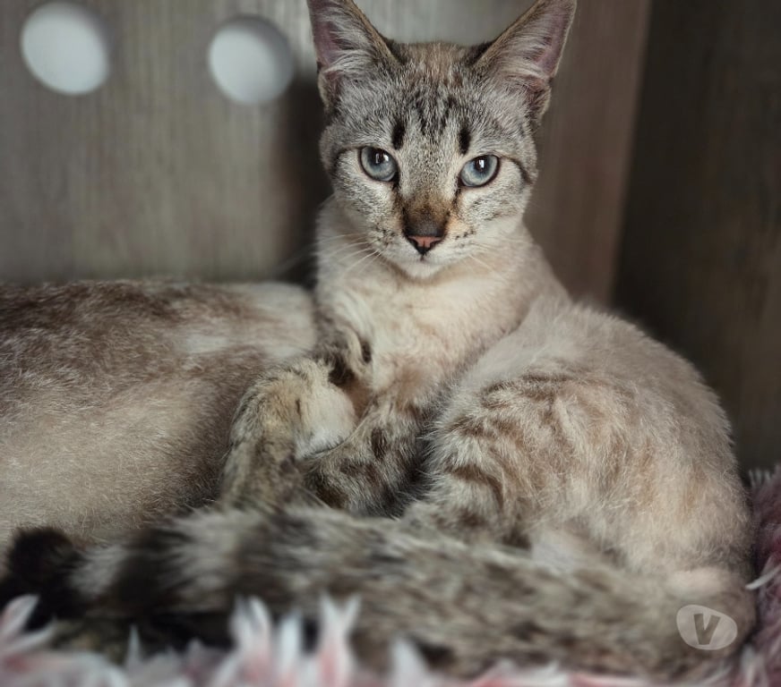 Don animaux Aude Carcassonne - Photos Vivastreet Azur beau chat A ADOPTER