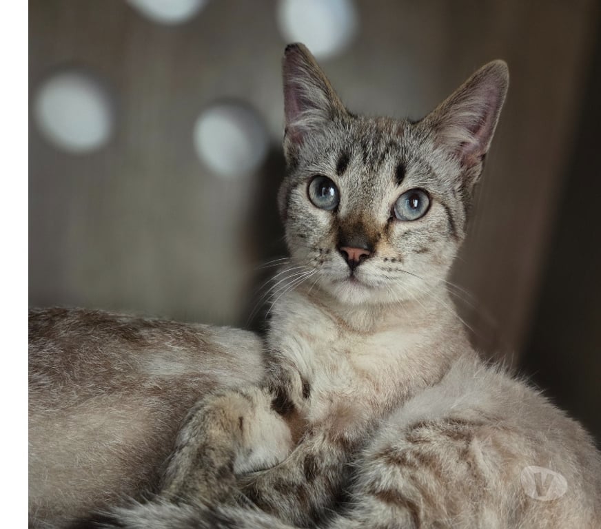 Don animaux Aude Carcassonne - Photos Vivastreet Azur beau chat A ADOPTER