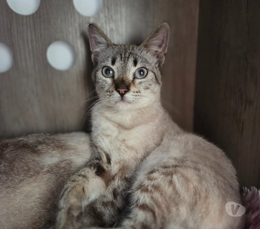 Don animaux Aude Carcassonne - Photos Vivastreet Azur beau chat A ADOPTER