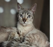 Azur beau chat A ADOPTER