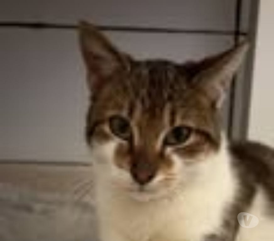 Don animaux Drôme St Restitut - 26130 - Photos Vivastreet Chat COOPER à l adoption