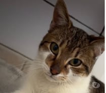 Photos Vivastreet Chat COOPER à l adoption