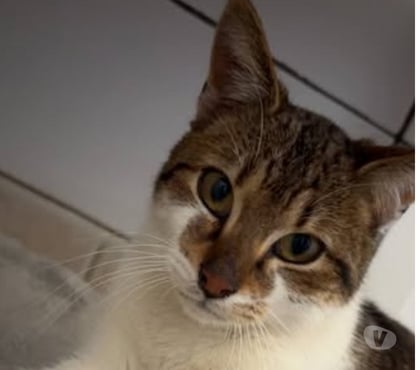 Don animaux St Restitut Drôme - Photos Vivastreet Chat COOPER à l adoption