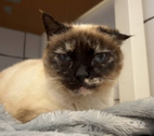 Chat ISADORA à l adoption